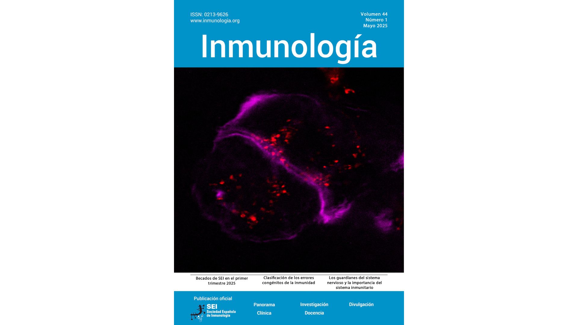 Imagen de microscopía confocal de super-resolución que ilustra la reorganización del citoesqueleto de actina (magenta) y la localización de nanovesículas (rojo) durante la sinapsis inmunitaria / Portada de la revista científica Inmunología (Vol. 44, Núm. 1, mayo 2025)