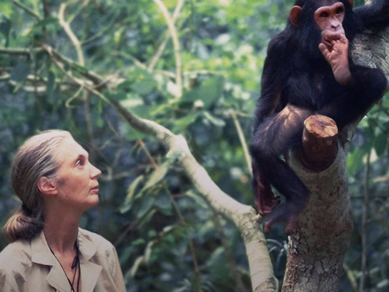 Jane Goodall en la Biblioteca de Ciencias