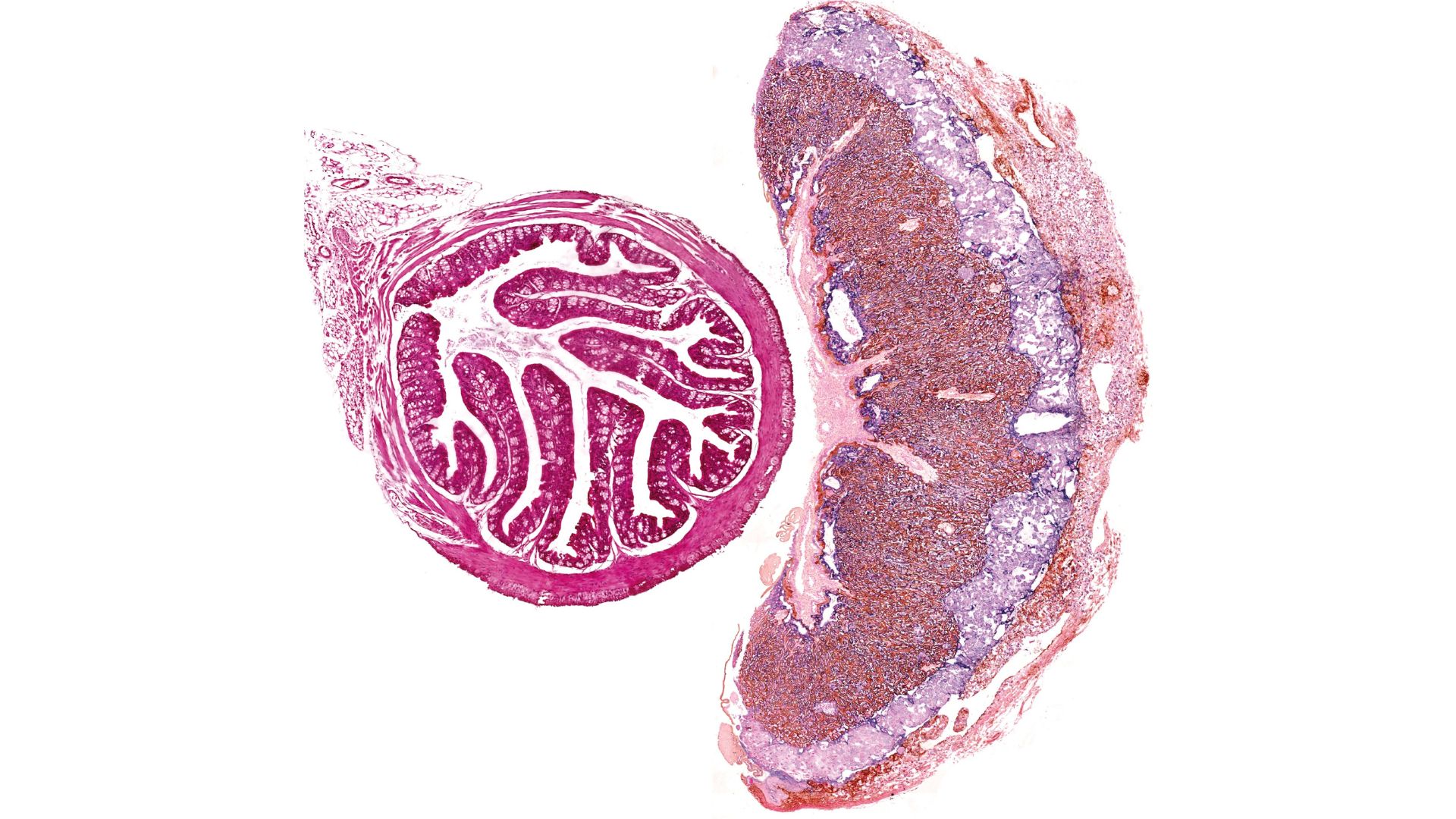 Corte histológico del intestino (izquierda) y de la placenta de ratón (derecha). imágenes cedidas por Dr Jorge López-Tello / UAM