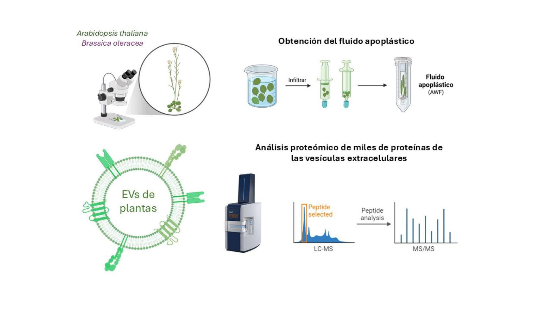 Las vesículas extracelulares (EVs) de plantas se pueden obtener del fluido apoplástico de sus hojas en el laboratorio. Mediante un análisis proteómico de gran profundidad, miles de proteínas han sido identificadas en las EVs de Arabidopsis (planta modelo) y lombarda. El análisis de las familias de proteínas que aparecieron de manera sistemática en los resultados de este trabajo, y en los datos publicados hasta la fecha, han permitido definir marcadores de referencia de EVs de plantas / UAM