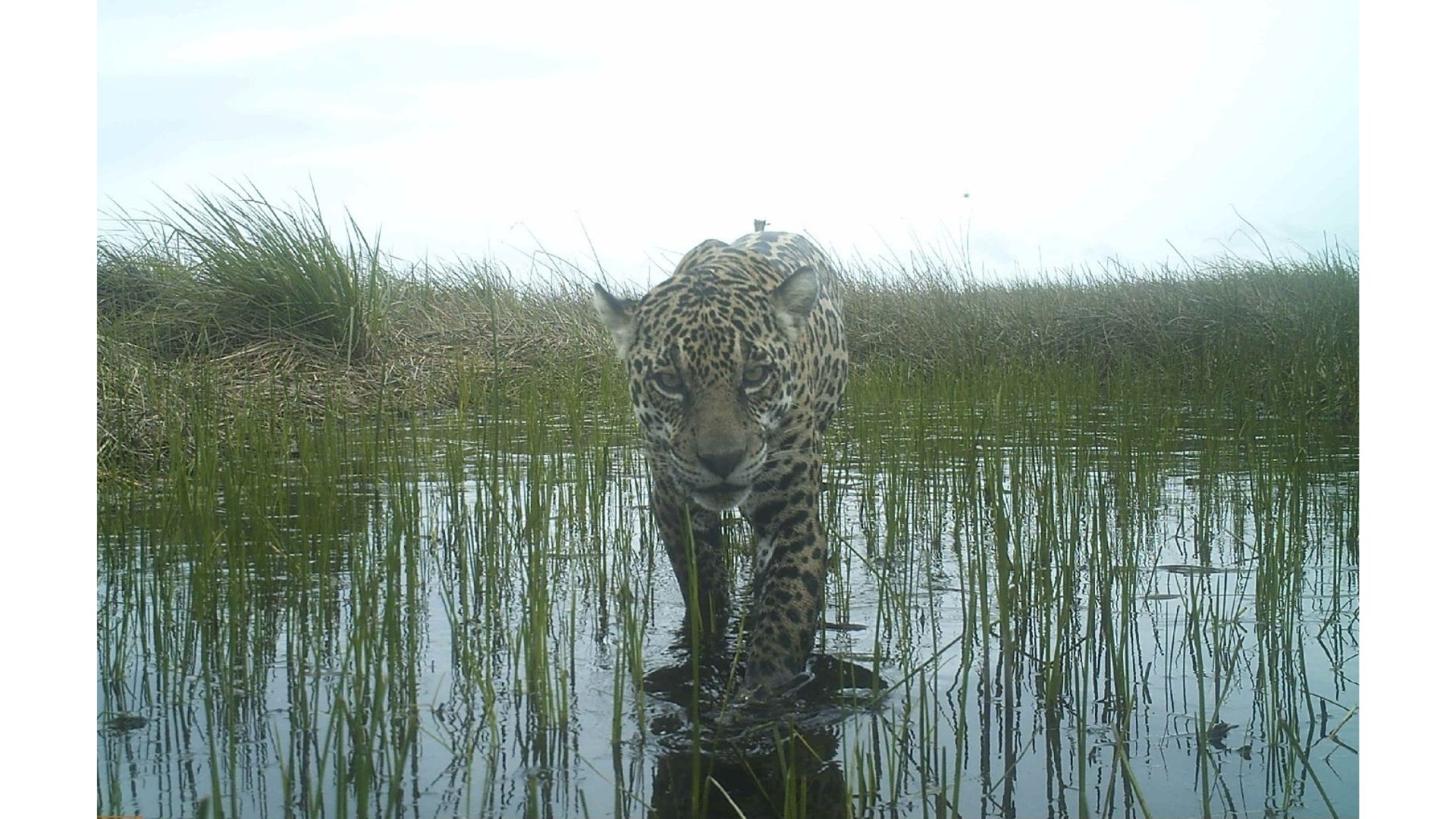 Jaguar (
