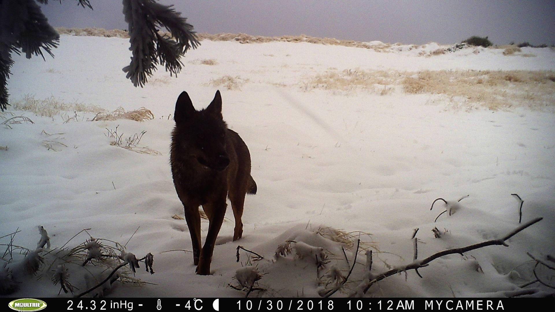 Lobo ibérico (Canis lupus signatus) fotografiado en el Parque Natural Montes do Invernadeiro (Ourense, Galicia). Autora: Isabel Barja Núñez
