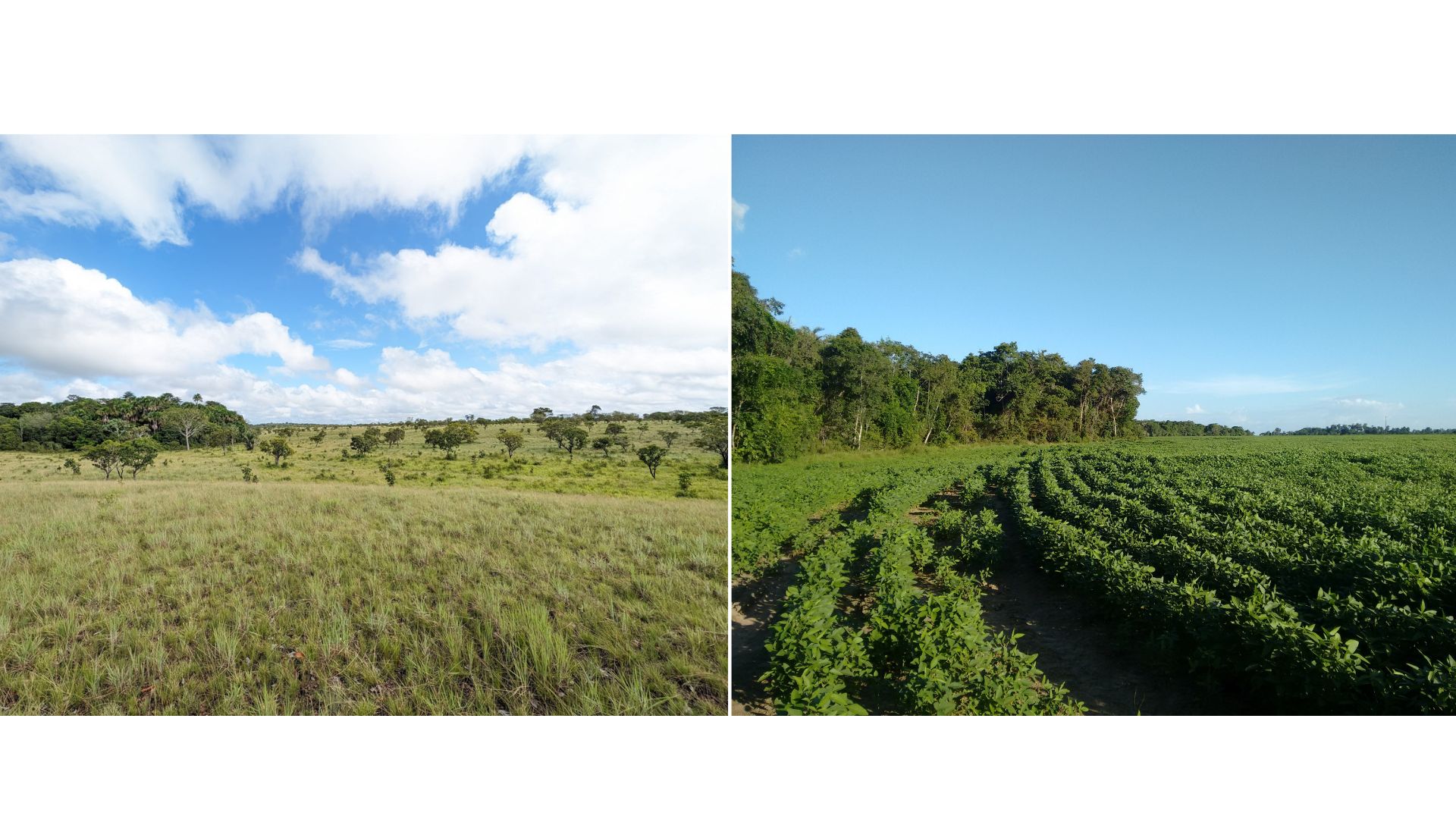 La fotografía de la izquierda muestra sabanas naturales y un parche de bosque al fondo. La fotografía de la derecha muestra cultivos de soja plantados donde antes había sabana natural junto a un parche de bosque.
