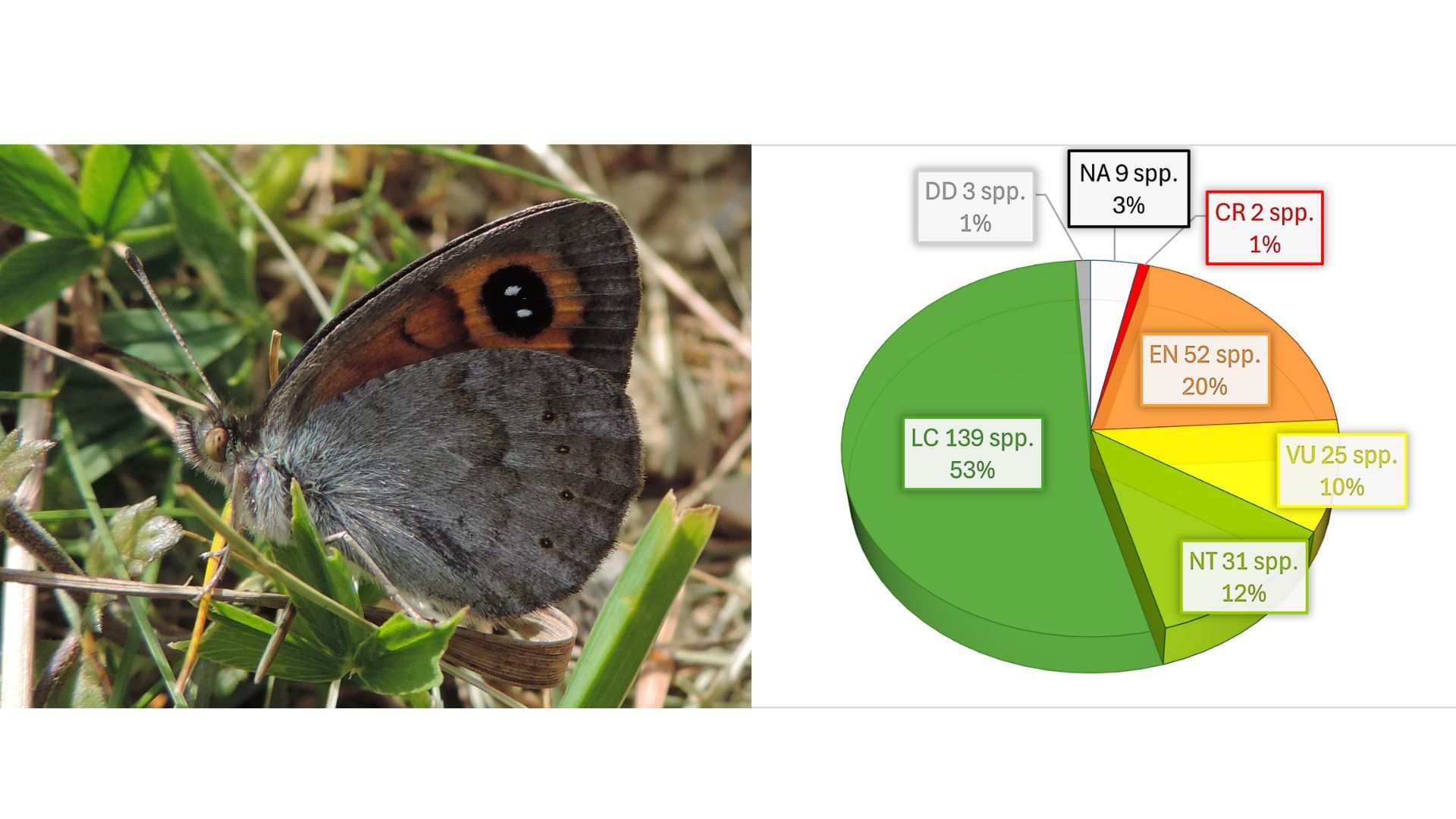 Erebia rondoui Oberthür, 1908, especie endémica incluida en la Lista Roja de la UICN en la categoría En Peligro (EN B2ab(ii)). La fotografía, seleccionada para su publicación en el atlas, se acompaña de una infografía de elaboración propia que resume el número y porcentaje de especies de mariposas españolas incluidas en cada categoría de amenaza de la UICN según la Lista Roja elaborada.