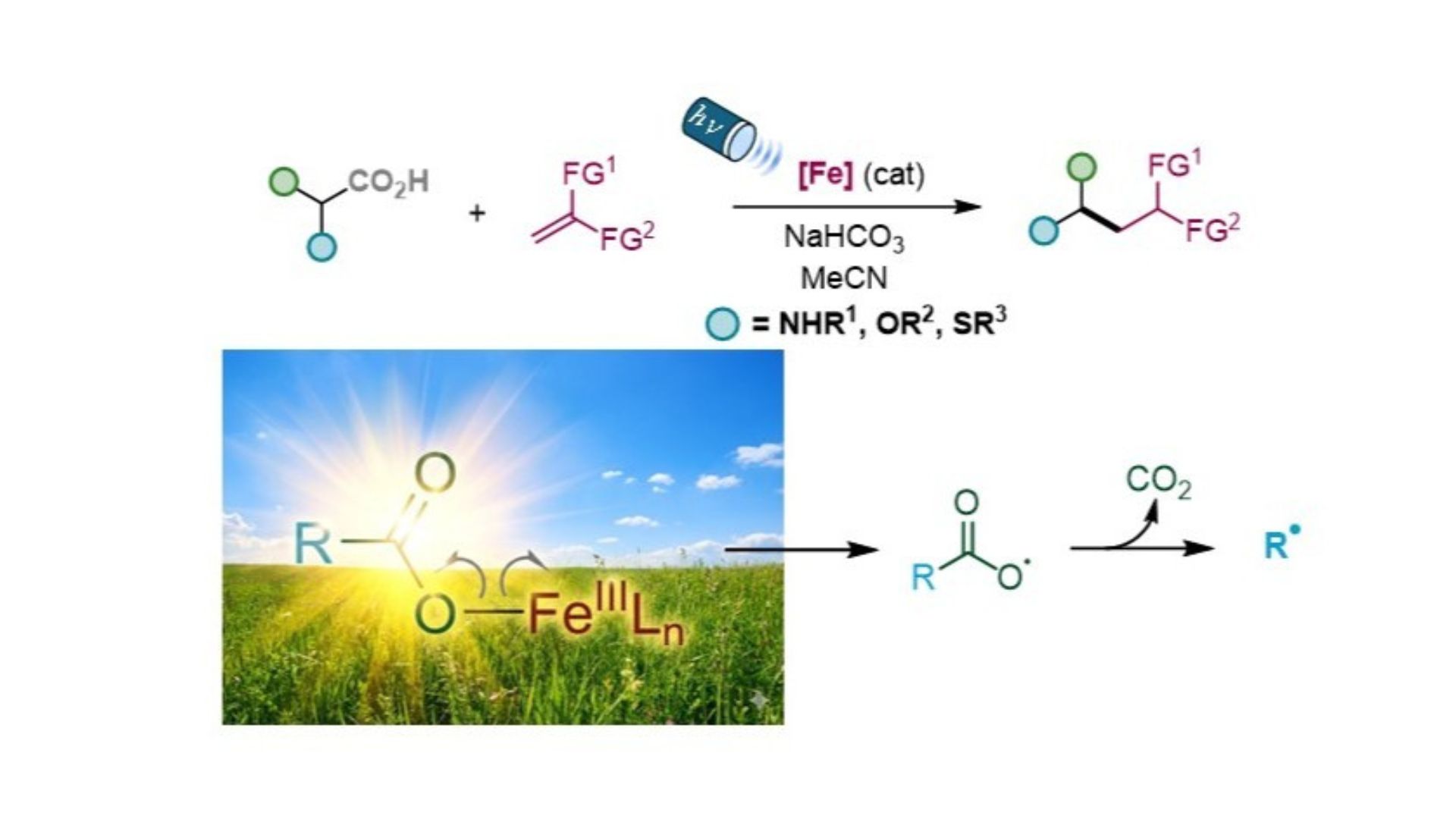 La luz visible es capaz de activar complejos de ácidos carboxílicos con Fe(III) generando radicales que se adicionan a alquenos en un proceso muy versátil y en condiciones suaves