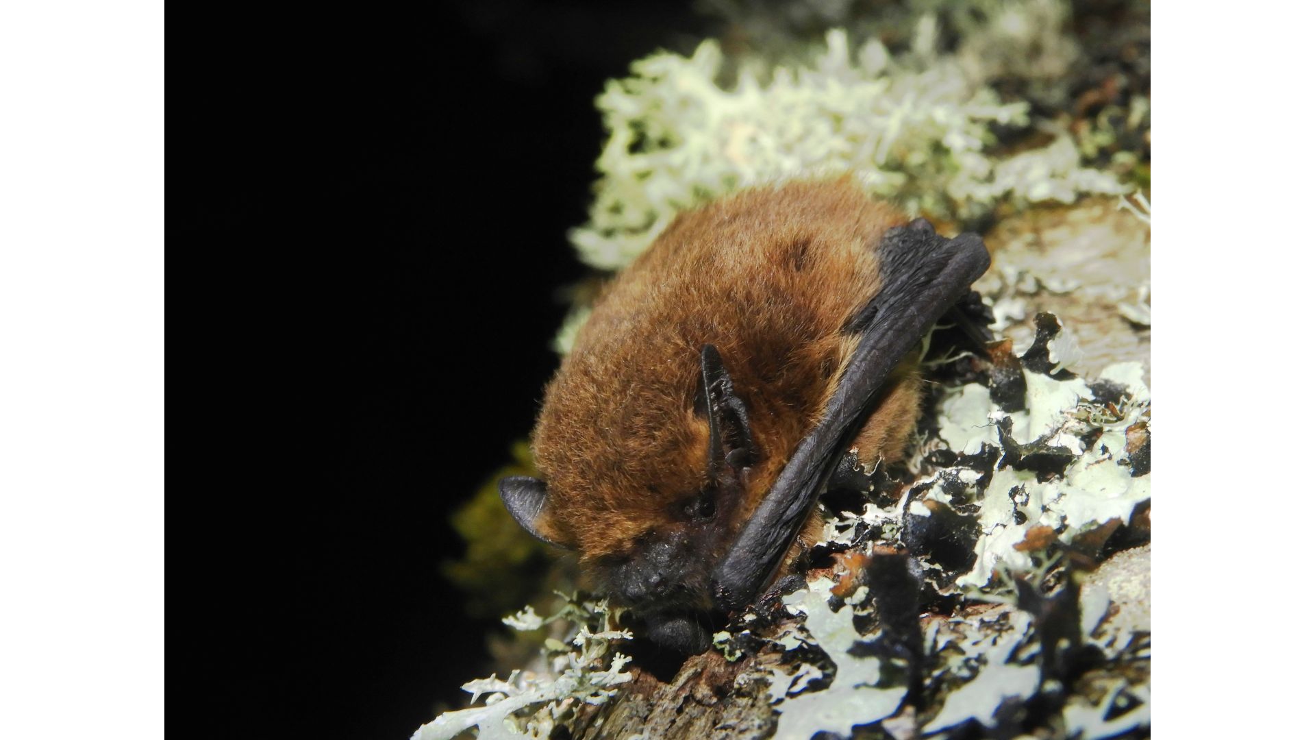 Murciélago montañero (Hypsugo savii), una de las especies de murciélagos presentes en la región de Madrid y que se vería beneficiada por una planificación con más infraestructura verde. / Lidia Mayordomo Herranz.