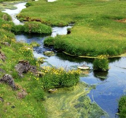Una marisma donde el agua está cubierta de polen