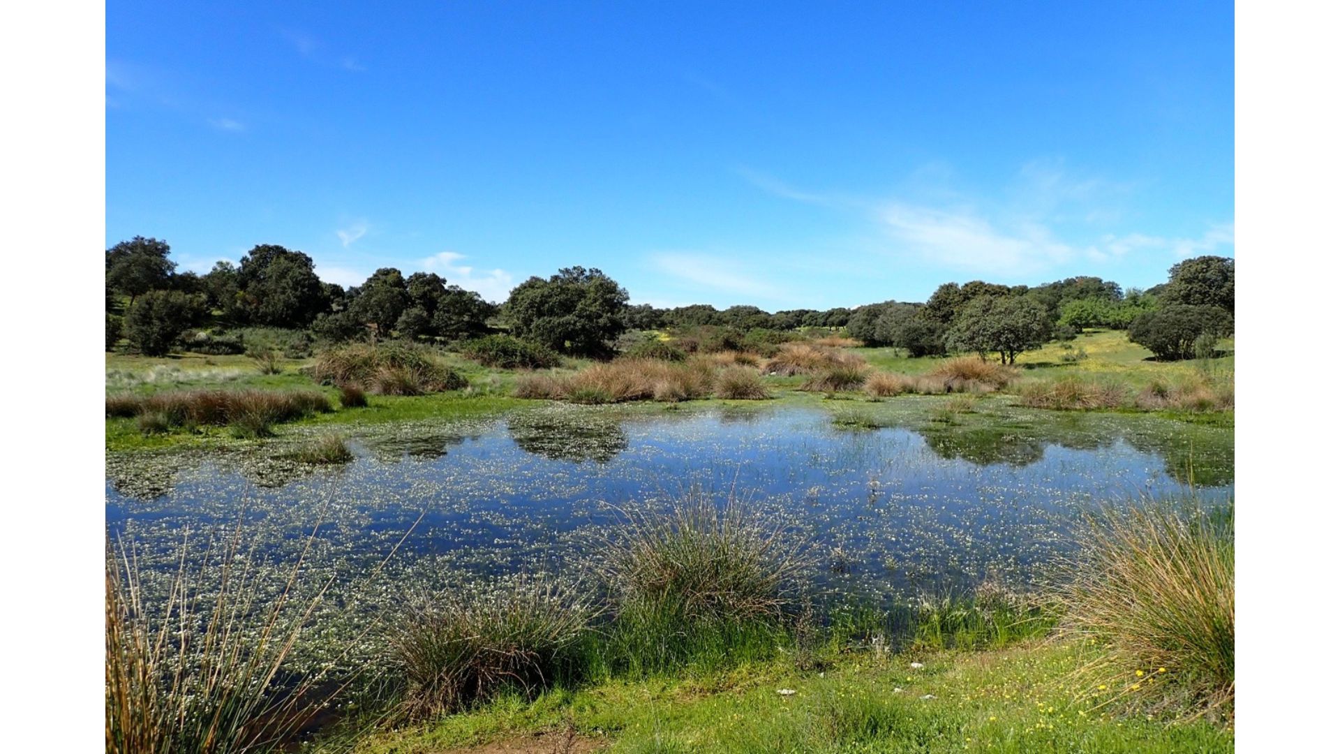 Laguna en la dehesa de Chapinería, Madrid. Crédito: Christian Arnanz Porras