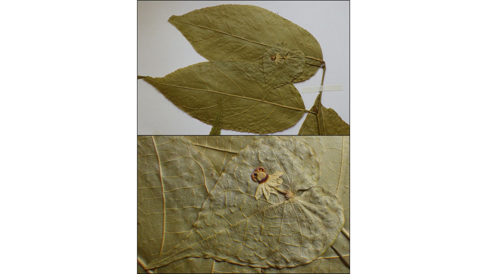 Imágenes del material de herbario de la única especie conocida del género, Ewangoa cardiophora, recolectada en la República Democrática del Congo entre 1983 y 2015. / UAM