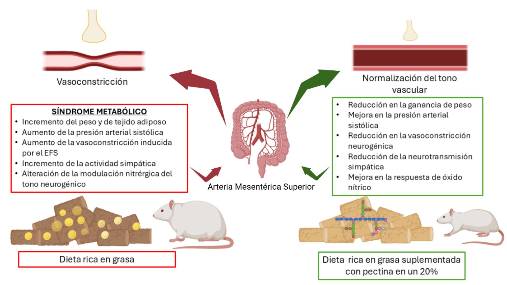 Efectos de una dieta rica en grasa sobre la función vascular mesentérica y su modulación mediante suplementación con pectina/UAM