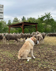 perro vigilando ovejas