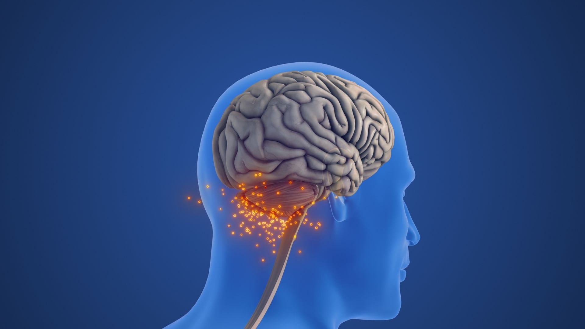 Ilustración del cerebelo, la zona del cerebro de donde se han estudiado las neuronas in vitro / Shutterstock