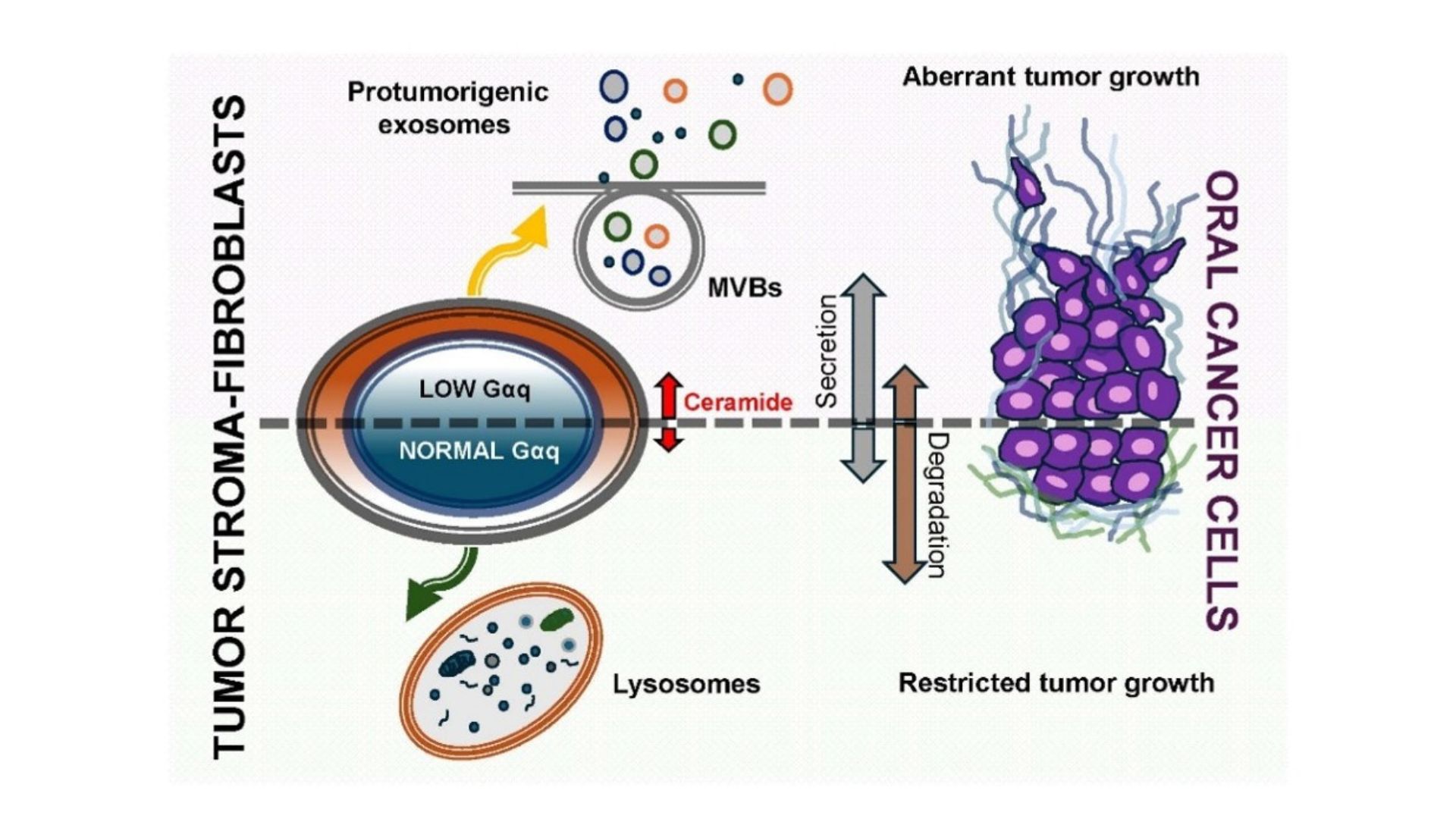 Modelo propuesto del papel de Gαq en el estroma tumoral durante la progresión del cáncer oral / CBM (UAM-CSIC)
