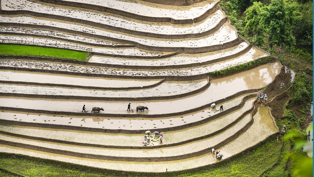 imagen área de personas cultivando