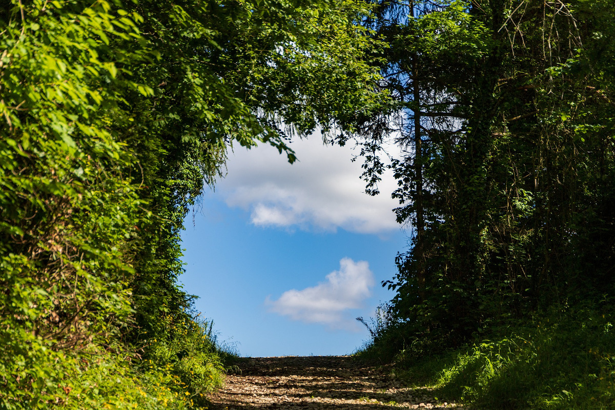 camino entre árboles y cielo azul al fondo