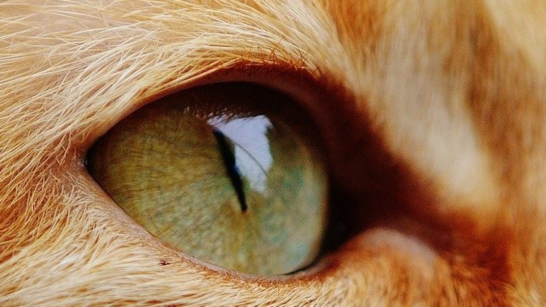 primer plano de un ojo de un gato