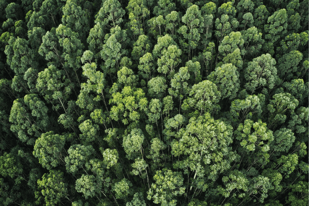Bosque desde arriba