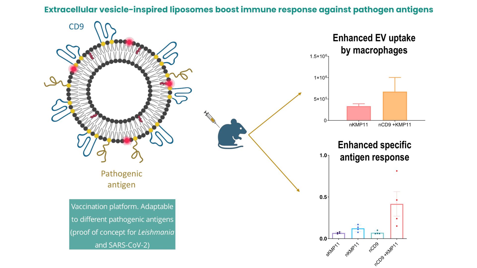 Esquema de liposomas inspirados en vesículas extracelulares (EV) funcionalizados con la tetraspanina CD9 y cargados con antígenos de patógenos como plataforma vacunal / UAM