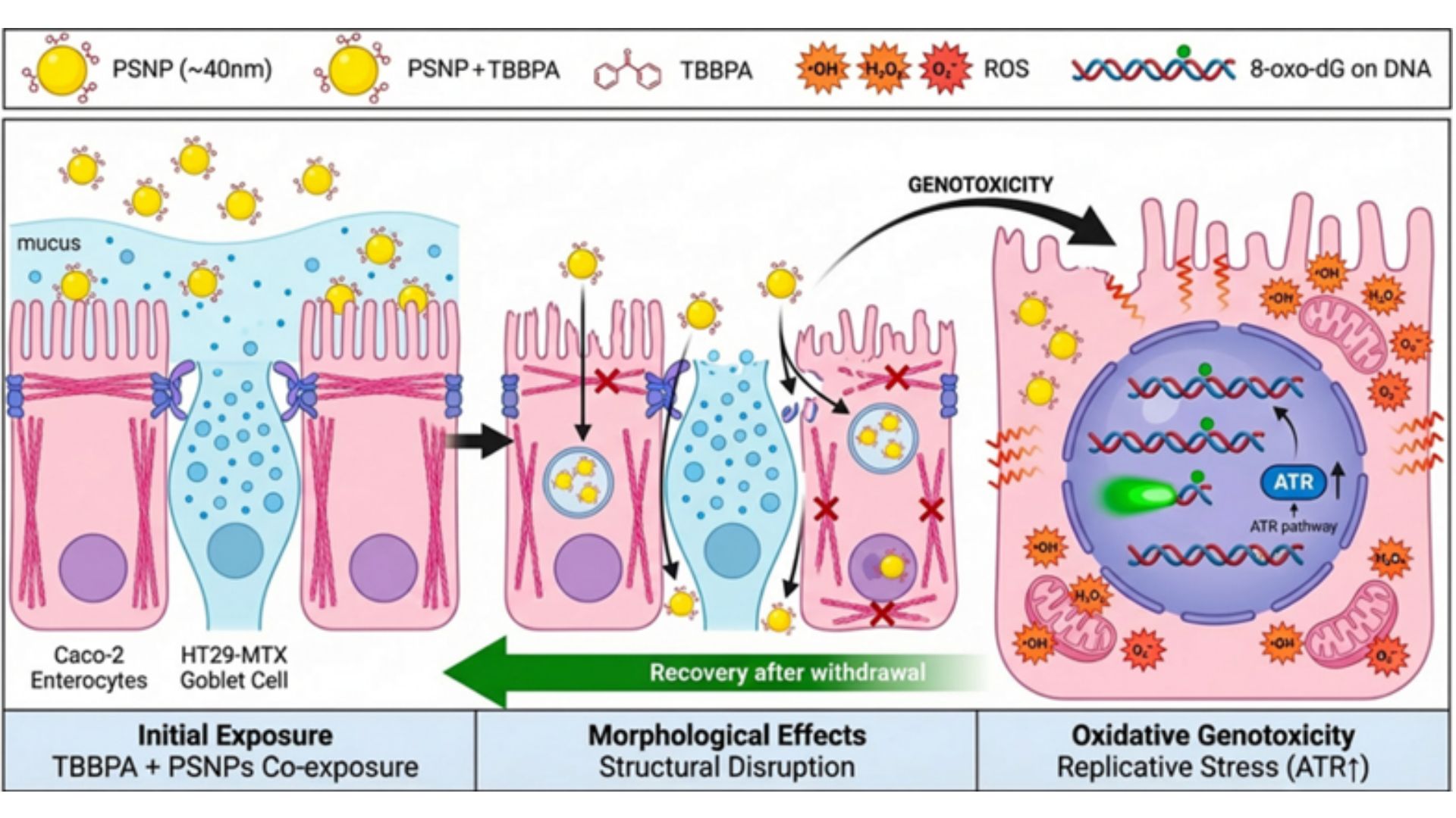 Alteraciones del modelo celular de la barrera intestinal humana empleado para evaluar el efecto combinado de nanoplásticos y del retardante de llama TBBPA. / Grupo de investigación HuNAMs - UAM.